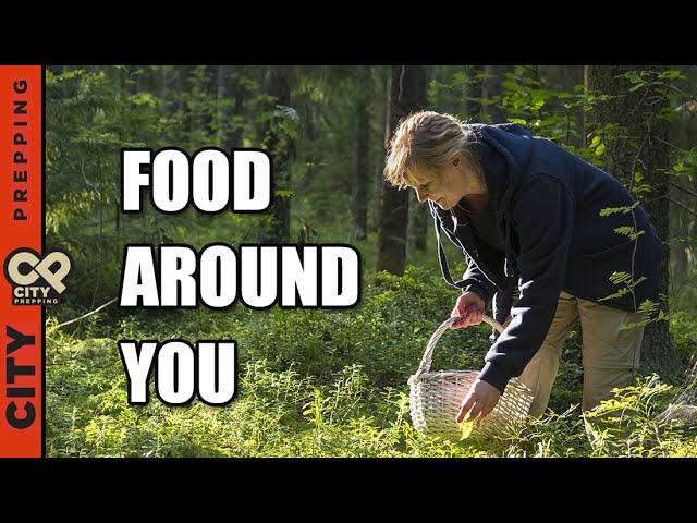 25 Plants You Can Eat In Nature (foraging for food)