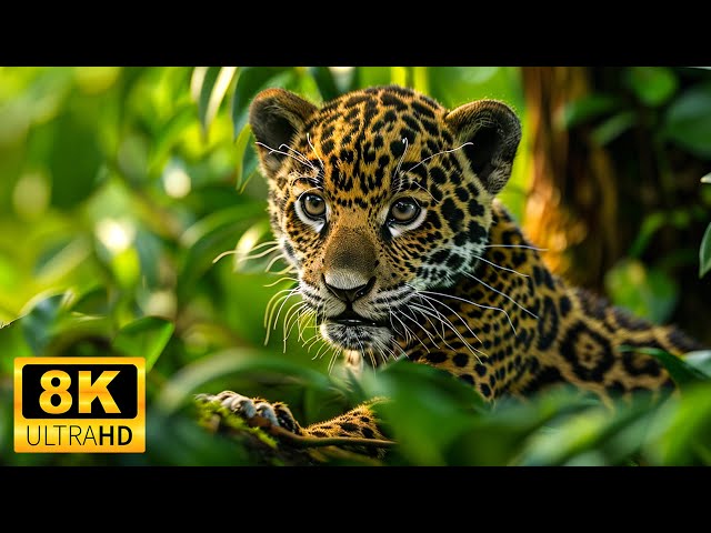 The Amazing World of Baby Animals in 8K 🐾🎥  Scenic Relaxation Film with Relaxing Piano Melodies