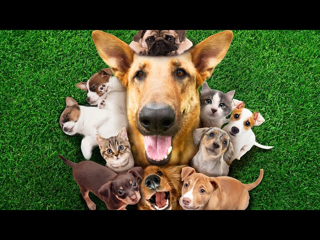 Beautiful German Shepherd Loves Puppies and Kittens | Farm Family Simple Life | Happy Dog Videos