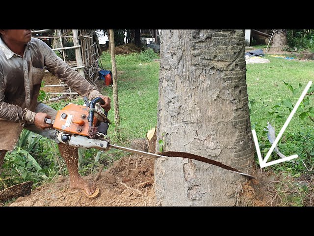 Cutting Down A Century Palm Tree Years Old With Chainsaw STIHL MS 070 Part 2