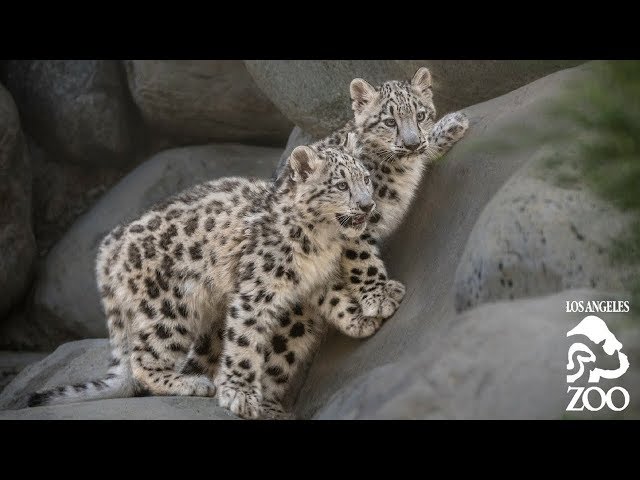 L.A. Zoo Introduces Endangered Snow Leopard Cubs