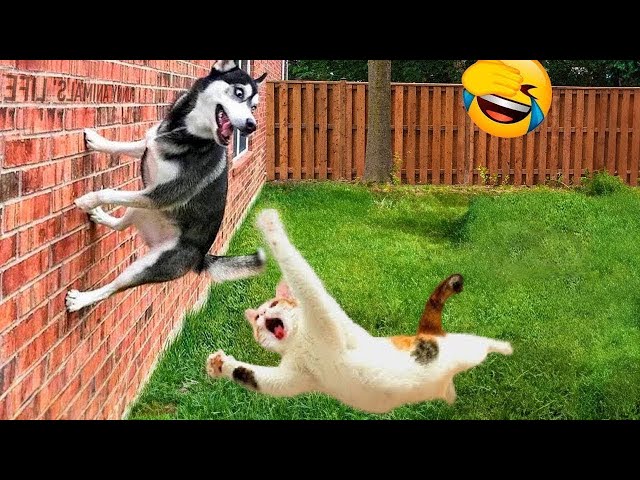 Funniest Cats and Dogs 2024 😹🐶 New Funny Animals Video 😍 Part 146