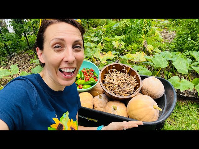 Crazy Big Spring Harvest: ALL from less than 500 square feet in my front yard vegetable garden!