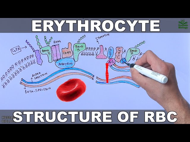 Erythrocytes | Structure and Diseases