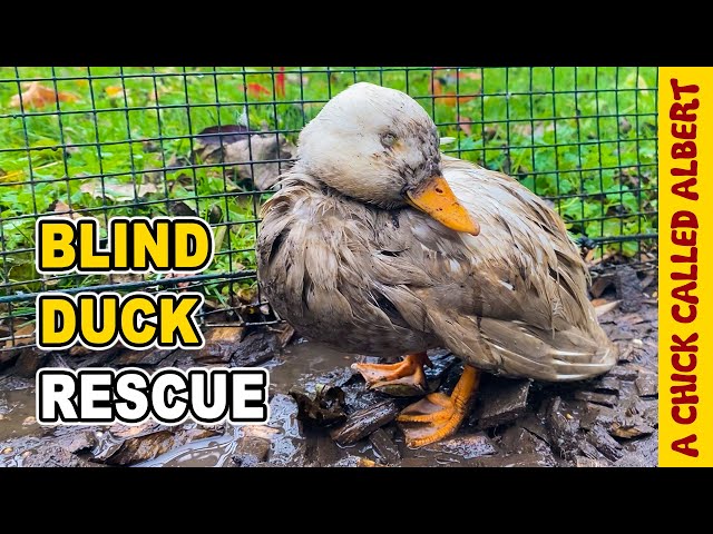What happens when a duck can’t see