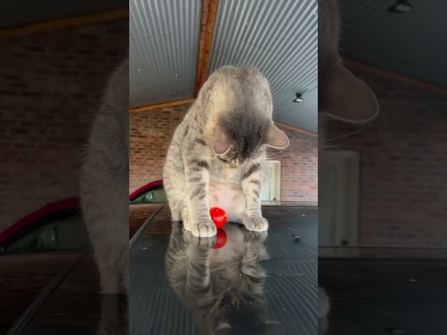 Mr Jingles vs A Tomato 🤣 #cat  #cats  #catvideos  #tomato  #happy  #fun  #walkerfarmfam