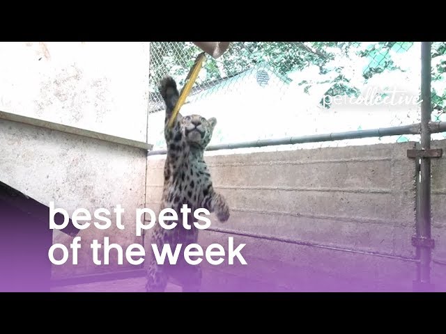 Best Pets of the Week - DANCING BEARS | The Pet Collective