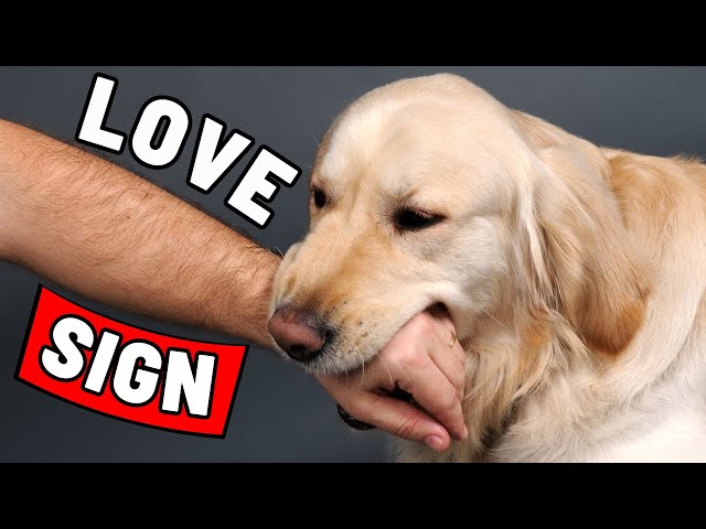 7 Signs That Your Dog Has Imprinted on You (Not Every Dog Owner)