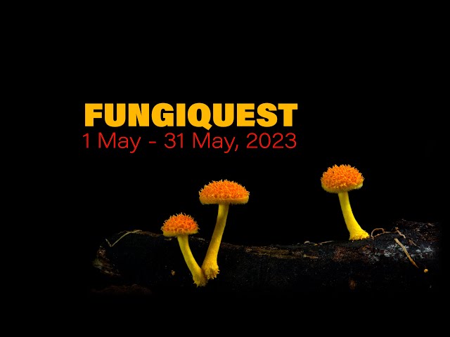 It's on FUNGIQUEST 2023 - 1 - 31 May