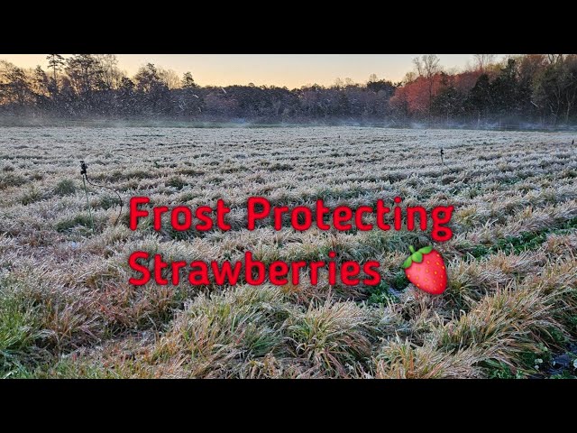 Frost Protecting Our Strawberry Crop With Overhead Irrigation