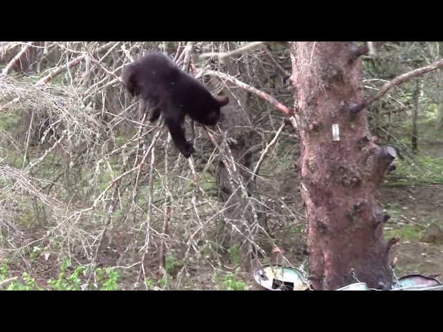 This bear will do anything to reach this beaver castor #shorts