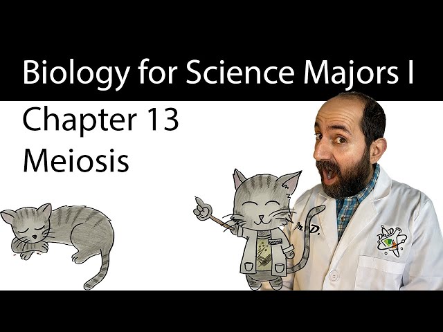 Chapter 13 - Meiosis