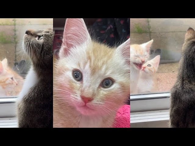 Angry Cats with cute kitten Angry Cats Sound | Cat Fight sound: Cat Fight cute kitten Compilation #