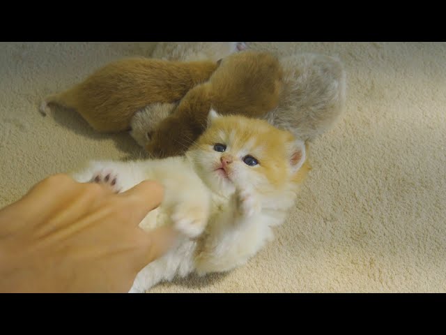 so, dangerous! Kitten Pudding Fights with Human to Protect sleeping Babys