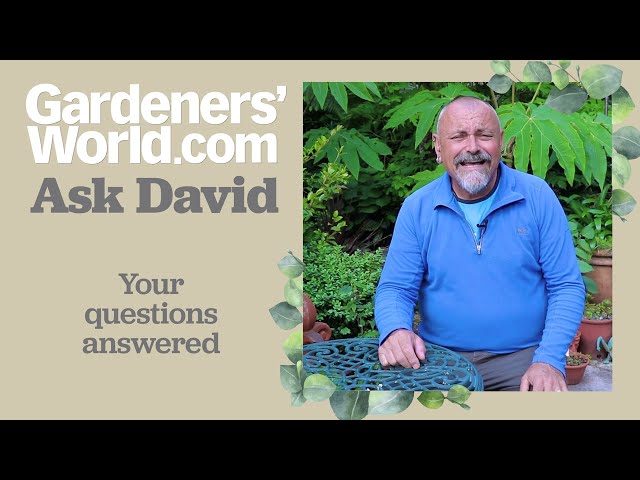 Ask David - Episode 12