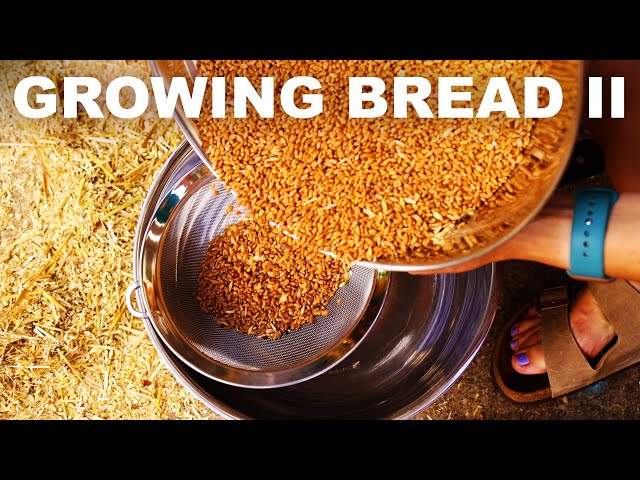 Growing Bread II: Harvest to oven