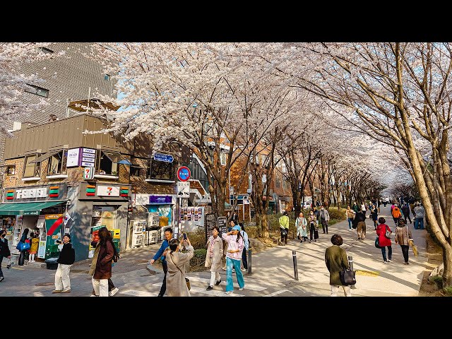 Cherry Blossom Seoul 2023 Gyeongui Line Forest Park | Travel Korea 4K HDR