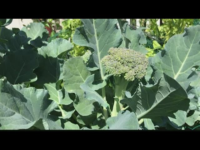 Broccoli is low maintenance & easy to grow from seed