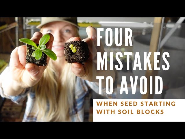 Four mistakes to avoid when soil blocking!