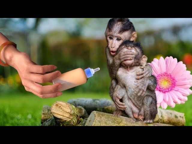 🍼 🍼2 baby monkey KaKa and baby monkey KuBi crave milk and compete to drink it