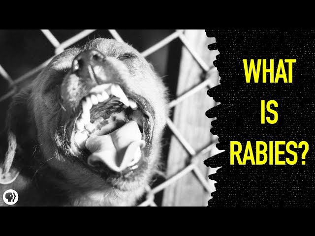 What Happens When You Get Rabies?