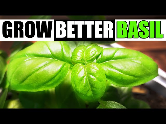 Growing The Best Basil - The Definitive Guide