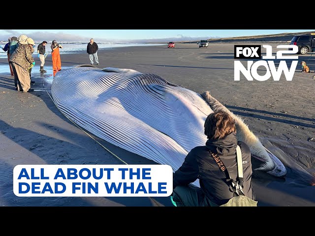 LIVE: Checking out the dead fin whale at the Oregon coast? Here's what to know