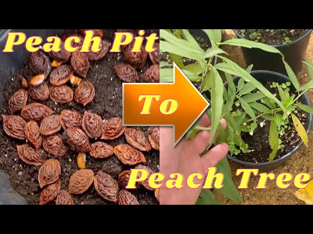 How to Plant and Grow a Peach Tree from Pit and Seed from Start to Finish