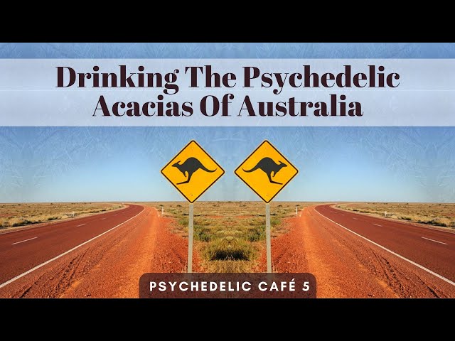 Drinking The Psychedelic Acacia Trees Of Australia | Psychedelic Café 5