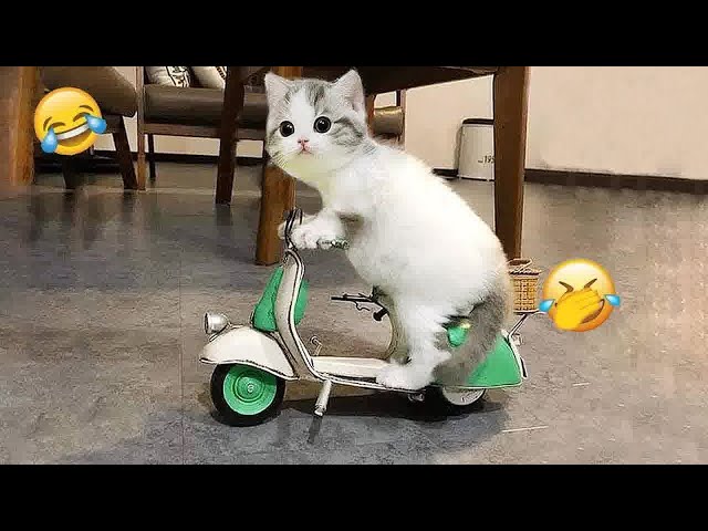 🤣😍 Try Not To Laugh Dogs And Cats 😍🐕 Funny Animal Moments #17