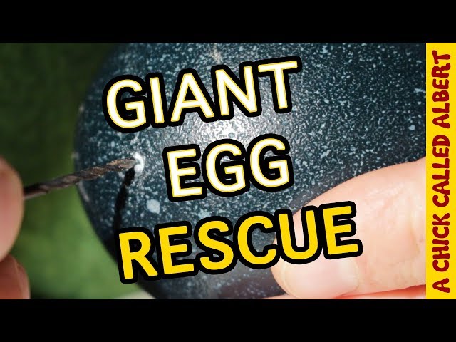 Drilling a hole in a living Egg... to save it
