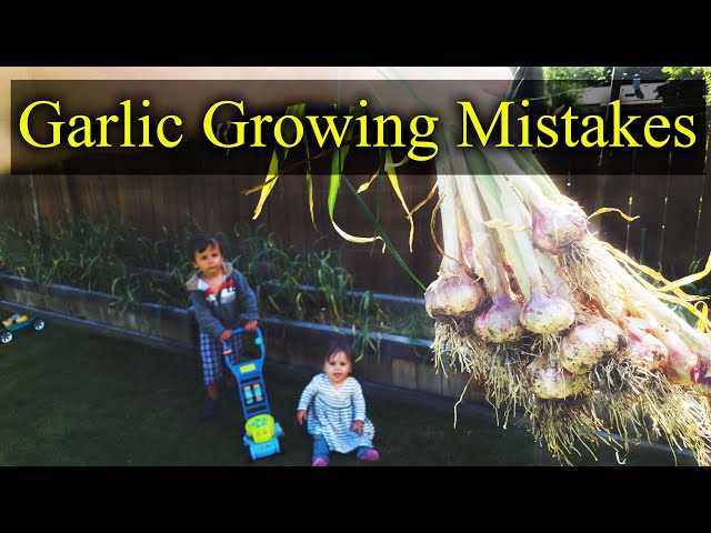 Common Garlic Growing Mistakes - And How To Fix Them!