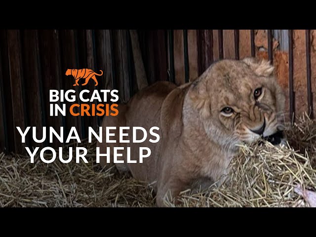 BIG CATS IN CRISIS: Yuna, a lioness with shellshock