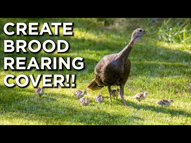 The BEST Brood Rearing Cover For Turkeys?!