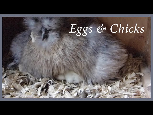 Silkie Chicken Hen Hatching Eggs: Happy Mother's Day!