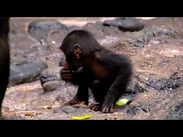 Bonobo Kabibi Celebrates 1st Birthday - Cincinnati Zoo