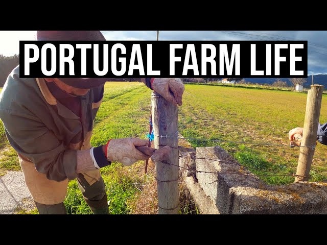 Is this SAFE for our dogs? | Portugal Farm Life