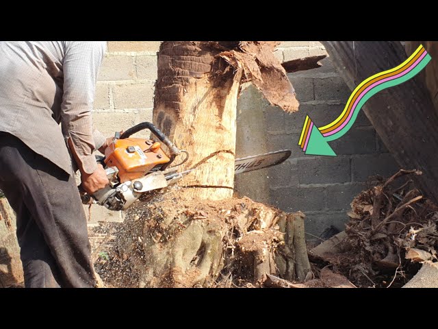 Amazing Wood Cutting Machine Chainsaw STIHL MS070 Felling Palm Tree