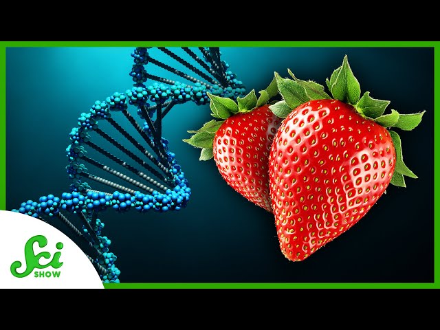 Why Do Strawberries Have Eight Copies of Their Genes