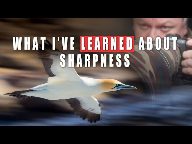 Taking Sharp Bird Photos | In depth