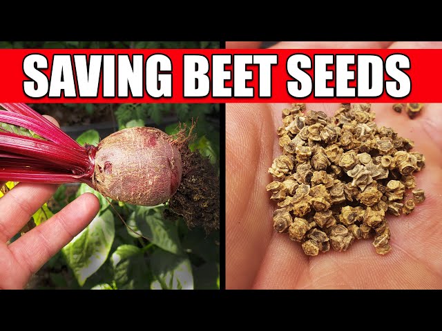 How To Collect And Save Beet Seeds