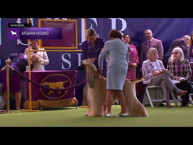 Afghan Hounds | Breed Judging 2024