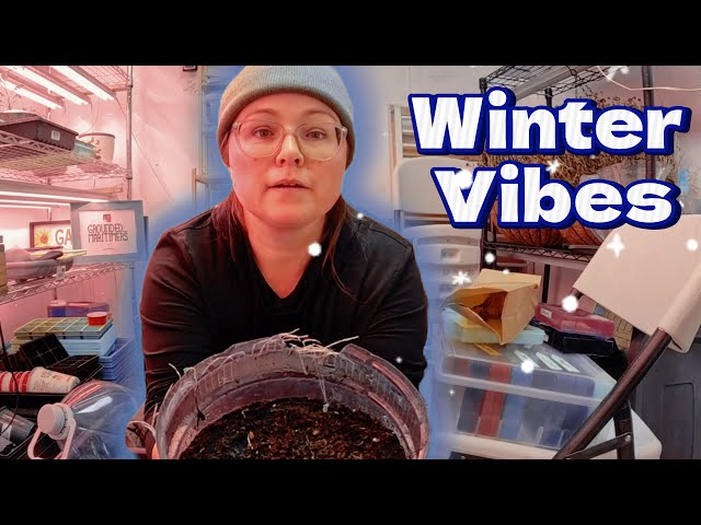 Quick Winter Sowing [poppies, lupins and yarrow]