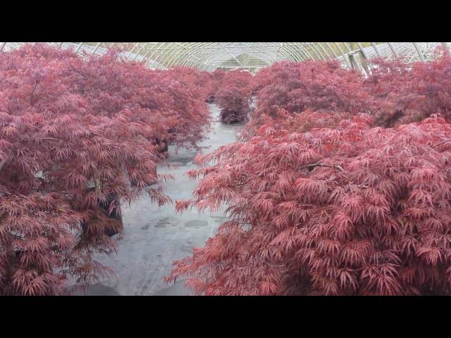 Acer palmatum 'Tamukeyama'  (Cutleaf Japanese Maple) - SUPERB, Very Elegant Small Garden Tree