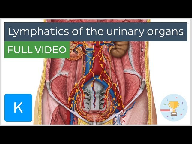 FULL VIDEO: Lymphatics of the urinary organs - Human Anatomy | Kenhub