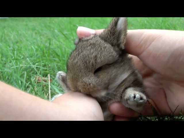 baby bunny kisses ♥