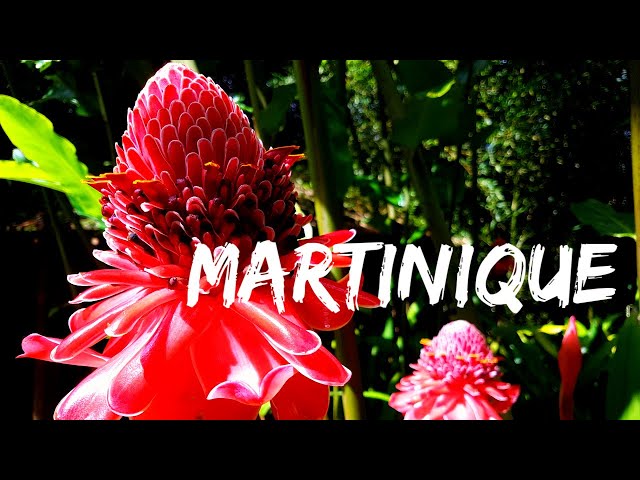 8 Things To Do in Martinique, France | Medicinal Plants & Flowers #MartiniqueEstMagique