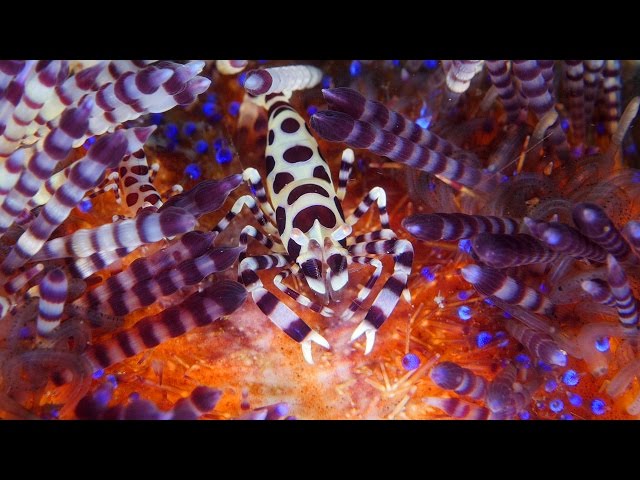 Chariot of Fire - Fire Urchins with Coleman Shrimps, Zebra Crabs & Urchin Crabs