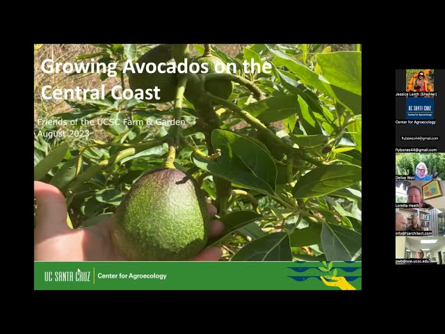 Growing Avocado Lecture 8/22/23