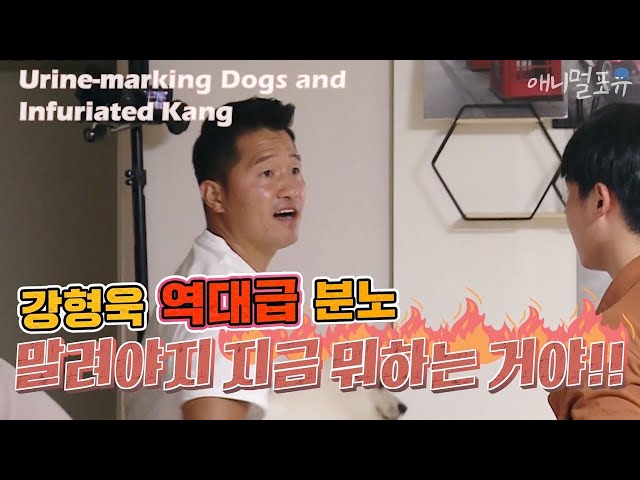 Urine-marking Dogs and Infuriated Trainer Kang [Dogs Are Incredible]